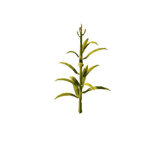 Corn Plant